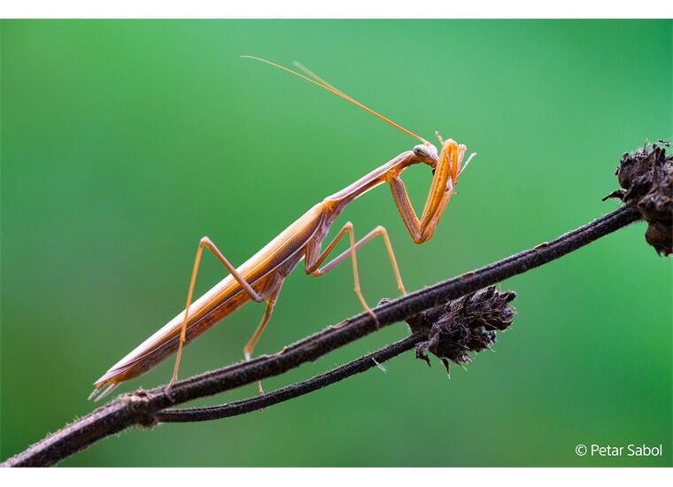 Sony SEL-100 M28 GM Makro