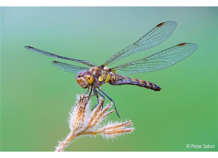 Sony SEL-100 M28 GM Makro