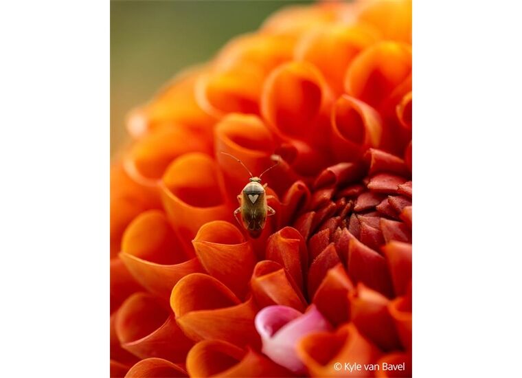 Sony SEL-100 M28 GM Makro