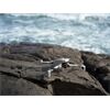 DJI Lito X1 Fly More Combo (DJI RC 2)