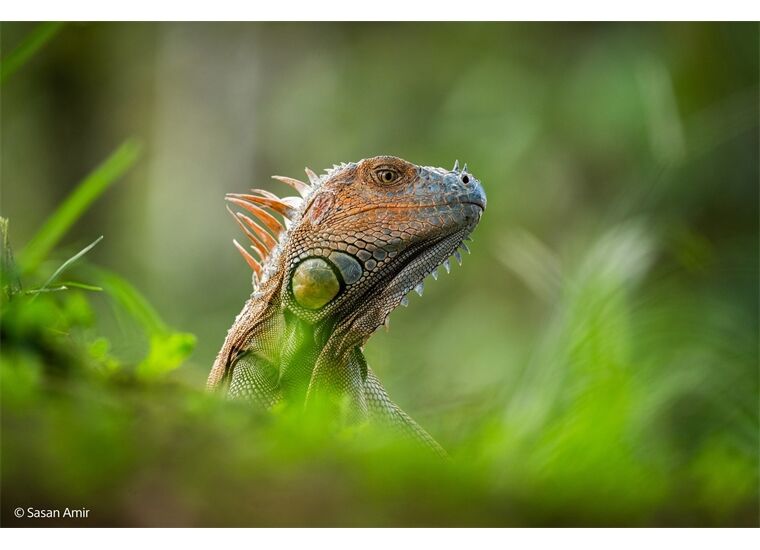 Sony SEL-400-800 F6.3-8 G SYX Zoom-Objektiv