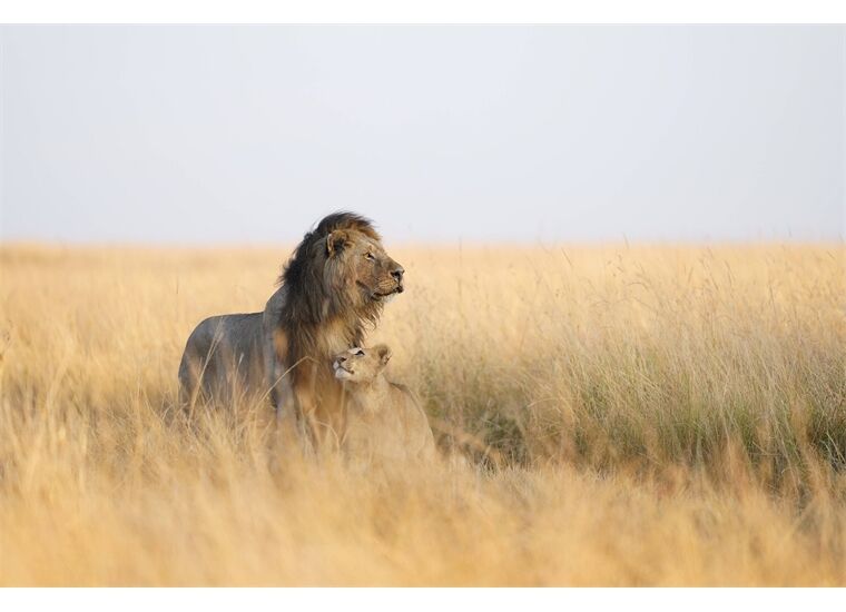 Sony SEL-300 F28 GM Vollformat